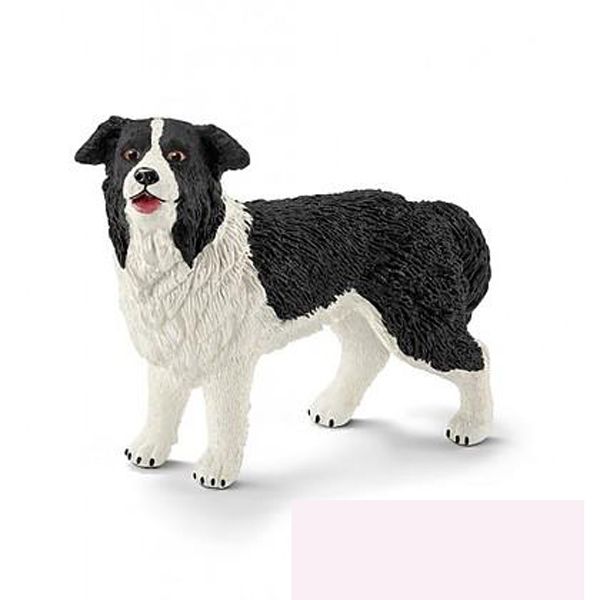 Border Collie 16840