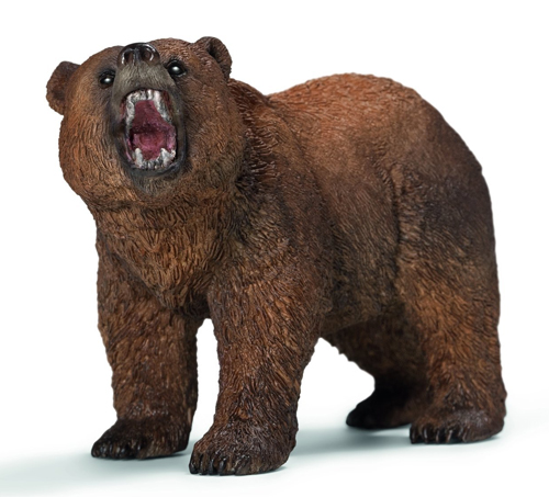 Orso Grizzly Maschio