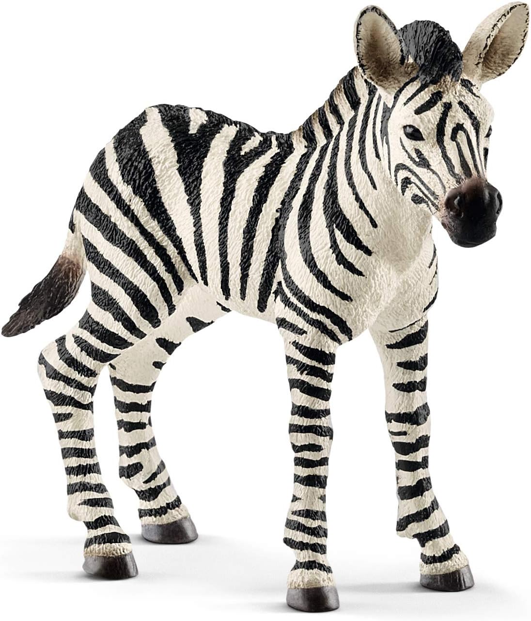 Zebra cucciolo